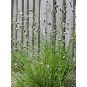 sesleria Heufflera (Sesleria heufleriana) - Świat bylin - sklep internetowy