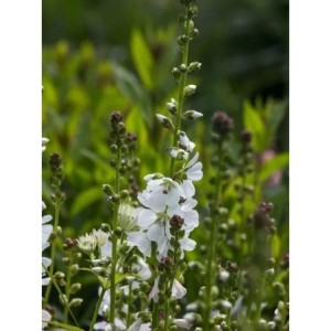 ślazownik lśniącobiały (Sidalcea candida) Bianca- Świat bylin - sklep internetowy