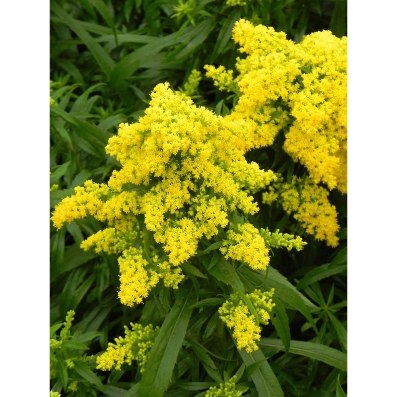 nawłoć karłowa (Solidago x cultorum) Laurin- Świat bylin - sklep internetowy