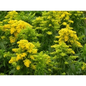nawłoć karłowa (Solidago x cultorum) Laurin- Świat bylin - sklep internetowy