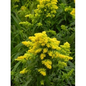 nawłoć karłowa (Solidago x cultorum) Laurin- Świat bylin - sklep internetowy