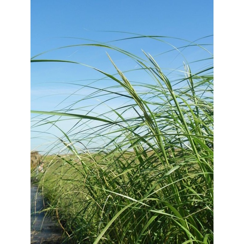 spartyna grzebieniasta (Spartina michauxiana) Aureomarginata- Świat bylin - sklep internetowy