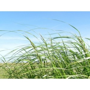 spartyna grzebieniasta (Spartina michauxiana) Aureomarginata- Świat bylin - sklep internetowy