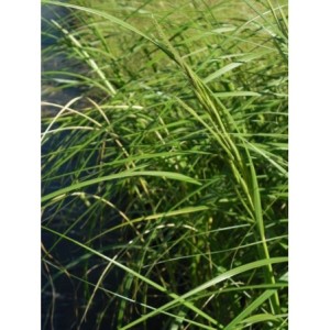 spartyna grzebieniasta (Spartina michauxiana) Aureomarginata- Świat bylin - sklep internetowy