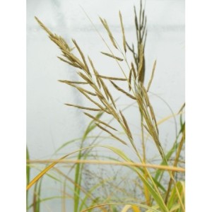 spartyna grzebieniasta (Spartina michauxiana) Aureomarginata- Świat bylin - sklep internetowy