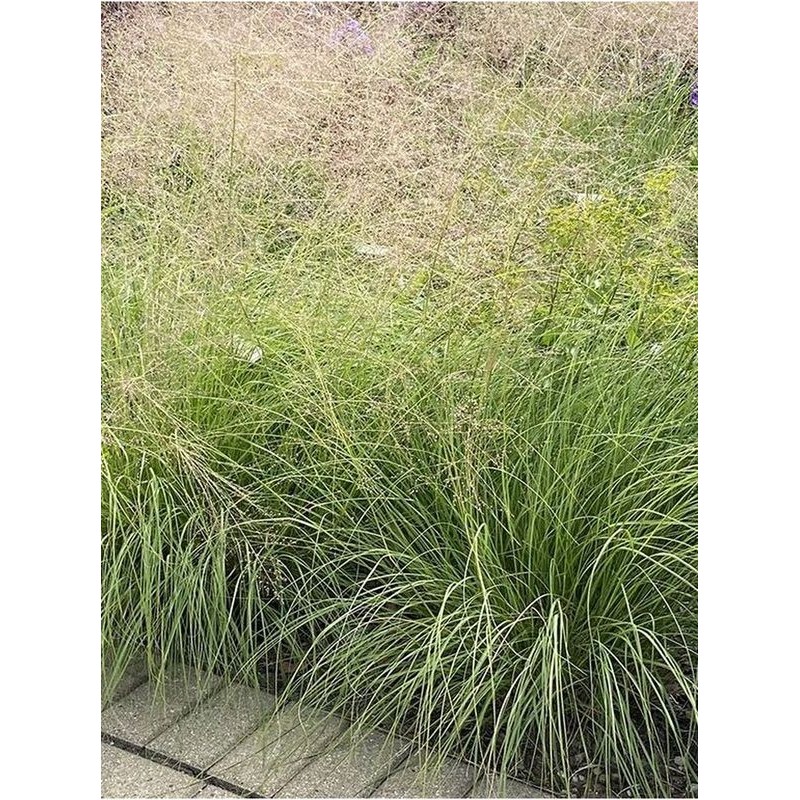 sporobolus śmiałkowaty (Sporobolus airoides) - Świat bylin - sklep internetowy