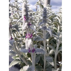 czyściec wełnisty (Stachys byzantina) - Świat bylin - sklep internetowy