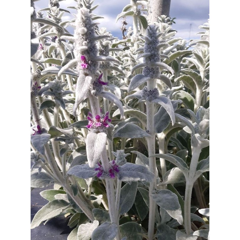 czyściec wełnisty (Stachys byzantina) - Świat bylin - sklep internetowy