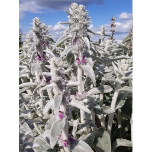 czyściec wełnisty (Stachys byzantina) - Świat bylin - sklep internetowy