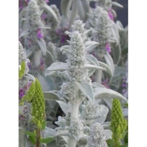 czyściec wełnisty (Stachys byzantina) - Świat bylin - sklep internetowy