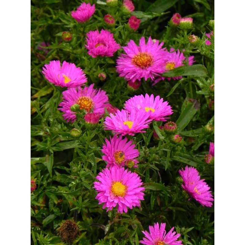 aster krzaczasty (Aster dumosus) Jenny- Świat bylin - sklep internetowy