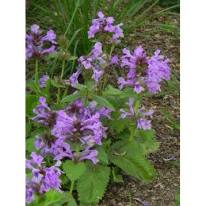 czyściec wielkokwiatowy (Stachys grandiflorum) Superba- Świat bylin - sklep internetowy