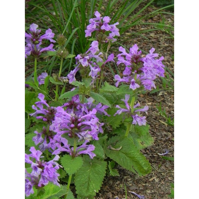 czyściec wielkokwiatowy (Stachys grandiflorum) Superba- Świat bylin - sklep internetowy