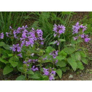 czyściec wielkokwiatowy (Stachys grandiflorum) Superba- Świat bylin - sklep internetowy