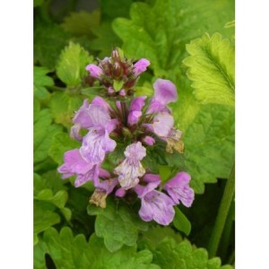 czyściec wielkokwiatowy (Stachys grandiflorum) Superba- Świat bylin - sklep internetowy