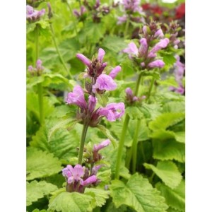 czyściec wielkokwiatowy (Stachys grandiflorum) Superba- Świat bylin - sklep internetowy