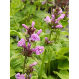czyściec wielkokwiatowy (Stachys grandiflorum) Superba- Świat bylin - sklep internetowy