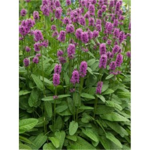 czyściec gęstokwiatowy (Stachys monieri) Hummel- Świat bylin - sklep internetowy
