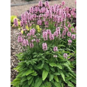 czyściec lekarski/bukwica lekarska (Stachys officinalis) Pink Cotton Candy- Świat bylin - sklep internetowy