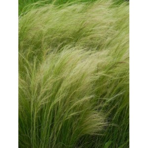 ostnica cieniutka (Stipa tenuissima) Pony Tails- Świat bylin - sklep internetowy