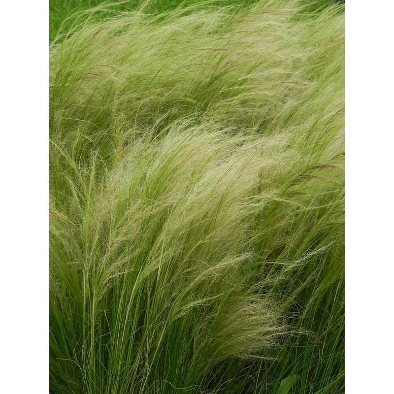 ostnica cieniutka (Stipa tenuissima) Pony Tails- Świat bylin - sklep internetowy