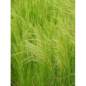 ostnica cieniutka (Stipa tenuissima) Pony Tails- Świat bylin - sklep internetowy