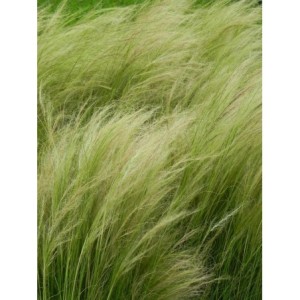 ostnica cieniutka (Stipa tenuissima) Pony Tails- Świat bylin - sklep internetowy