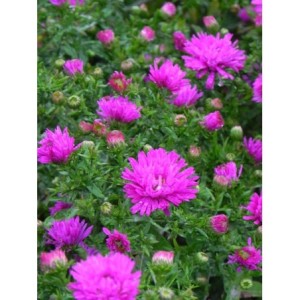 aster krzaczasty (Aster dumosus) Jenny- Świat bylin - sklep internetowy