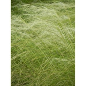 ostnica cieniutka (Stipa tenuissima) Pony Tails- Świat bylin - sklep internetowy