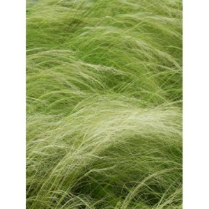 ostnica cieniutka (Stipa tenuissima) Pony Tails- Świat bylin - sklep internetowy