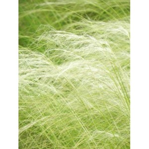 ostnica cieniutka (Stipa tenuissima) Pony Tails- Świat bylin - sklep internetowy