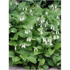 żywokost wielkokwiatowy (Symphytum grandiflorum) - Świat bylin - sklep internetowy