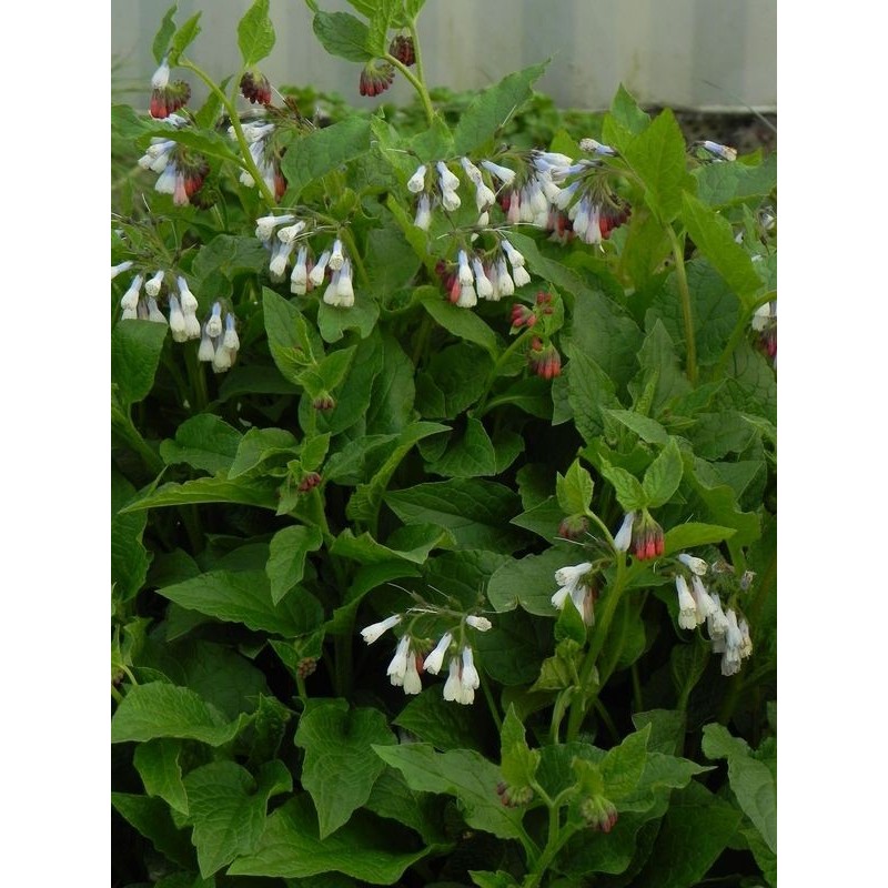 żywokost wielkokwiatowy (Symphytum grandiflorum) Hidcote Blue- Świat bylin - sklep internetowy