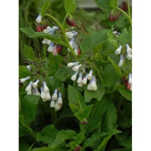 żywokost wielkokwiatowy (Symphytum grandiflorum) Hidcote Blue- Świat bylin - sklep internetowy