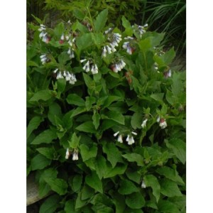 żywokost wielkokwiatowy (Symphytum grandiflorum) Hidcote Blue- Świat bylin - sklep internetowy
