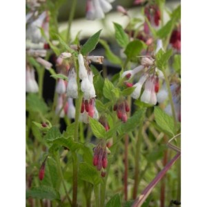 żywokost wielkokwiatowy (Symphytum grandiflorum) Hidcote Blue- Świat bylin - sklep internetowy