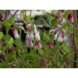 żywokost wielkokwiatowy (Symphytum grandiflorum) Hidcote Blue- Świat bylin - sklep internetowy