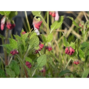 żywokost wielkokwiatowy (Symphytum grandiflorum) Hidcote Blue- Świat bylin - sklep internetowy