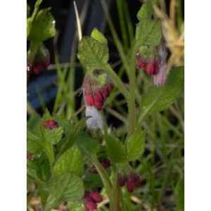 żywokost wielkokwiatowy (Symphytum grandiflorum) Hidcote Blue- Świat bylin - sklep internetowy