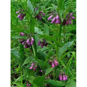 żywokost lekarski (Symphytum officinalis) - Świat bylin - sklep internetowy