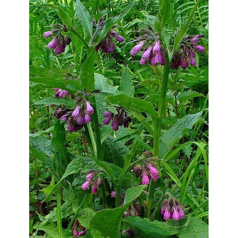 żywokost lekarski (Symphytum officinalis) - Świat bylin - sklep internetowy