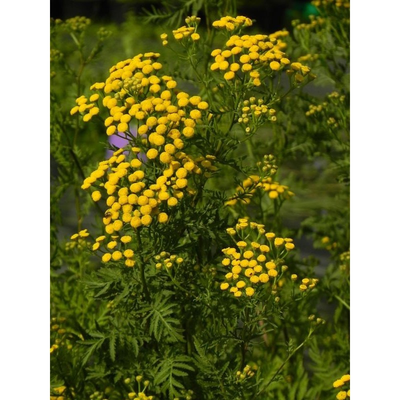 wrotycz pospolity (Tanacetum vulgare) - Świat bylin - sklep internetowy