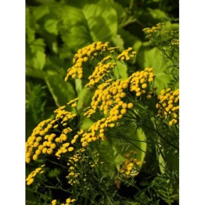 wrotycz pospolity (Tanacetum vulgare) - Świat bylin - sklep internetowy