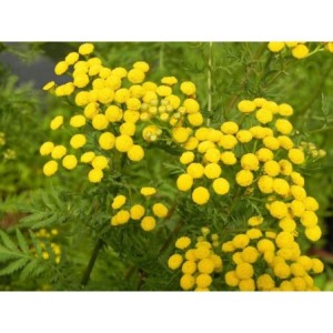 wrotycz pospolity (Tanacetum vulgare) - Świat bylin - sklep internetowy