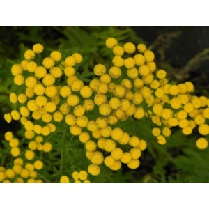 wrotycz pospolity (Tanacetum vulgare) - Świat bylin - sklep internetowy