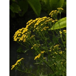 wrotycz pospolity (Tanacetum vulgare) - Świat bylin - sklep internetowy