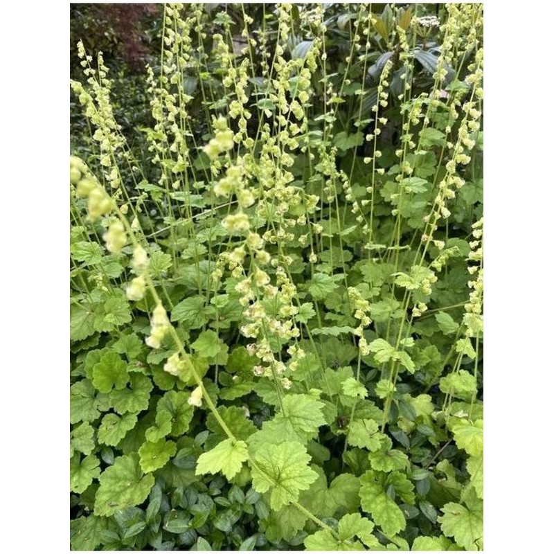 telima wielkokwiatowa (Tellima grandiflora) - Świat bylin - sklep internetowy