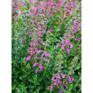 ożanka właściwa (Teucrium chamaedrys) - Świat bylin - sklep internetowy