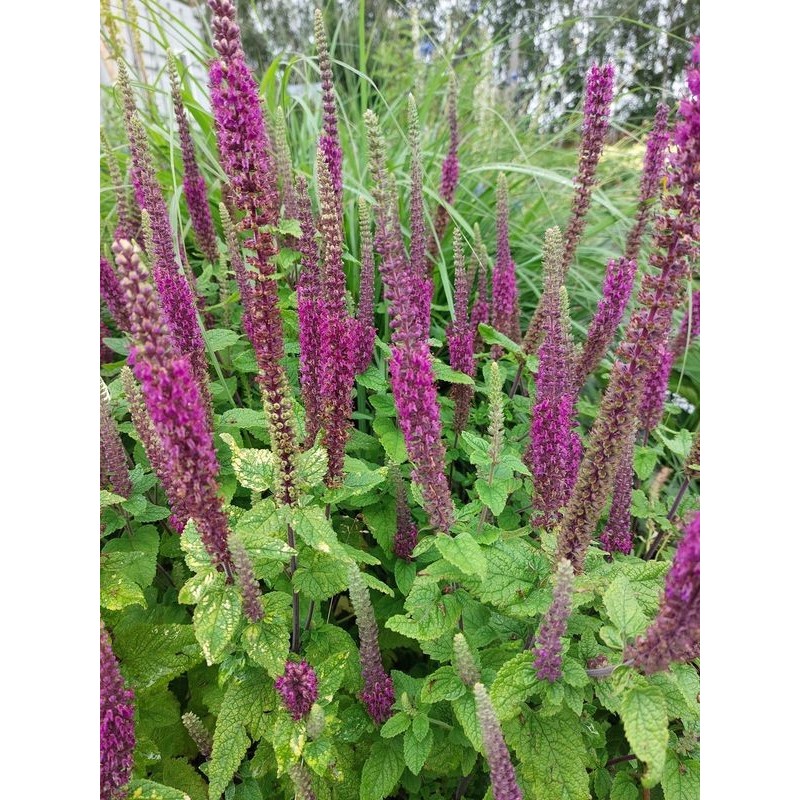 ożanka hyrkańska (Teucrium hircanicum) - Świat bylin - sklep internetowy