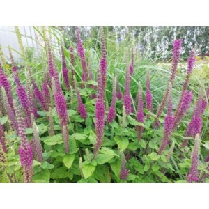 ożanka hyrkańska (Teucrium hircanicum) - Świat bylin - sklep internetowy